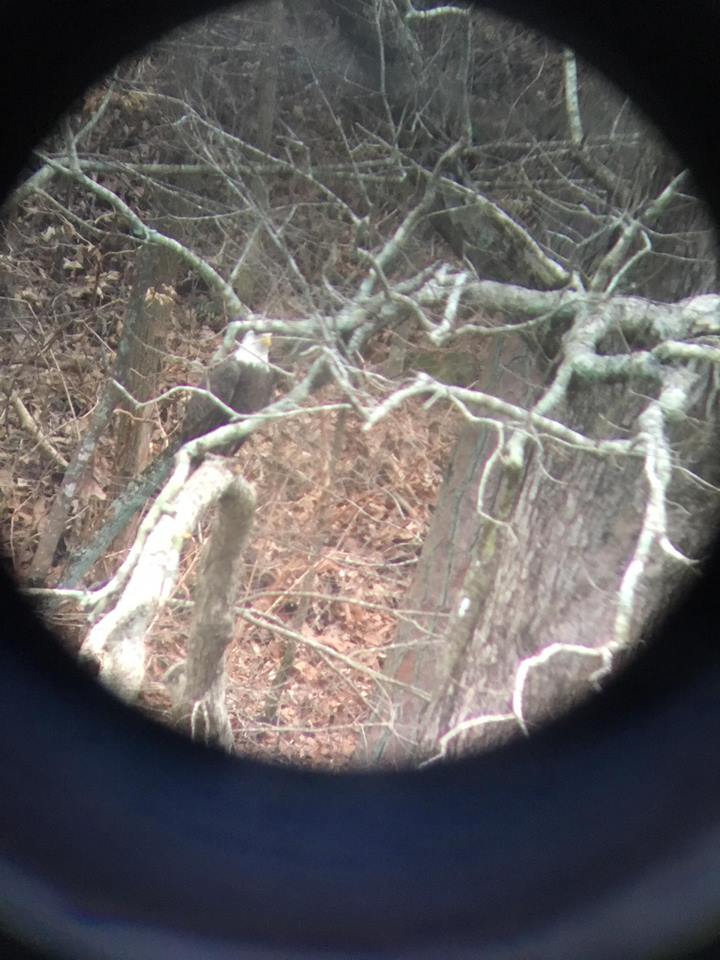 Attend An Eagle Awareness Weekend At Lake Guntersville State Park