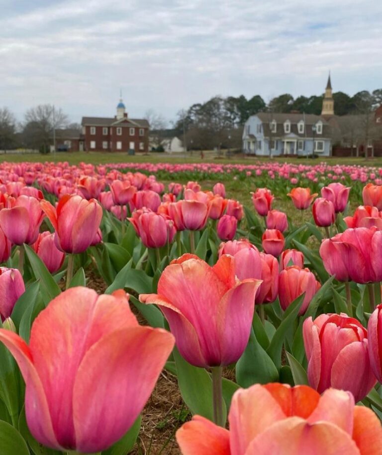 It's tulip time! Visit the annual Festival of Tulips at American