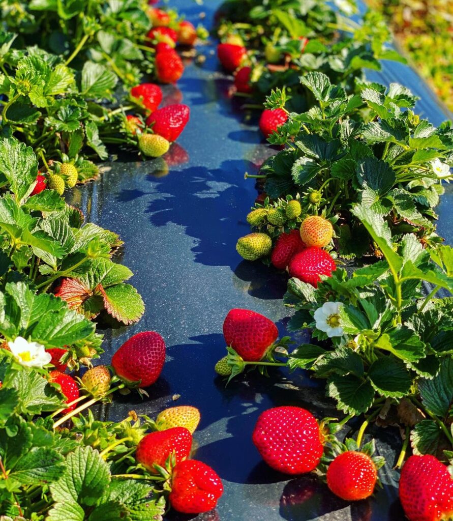 alabama strawberries