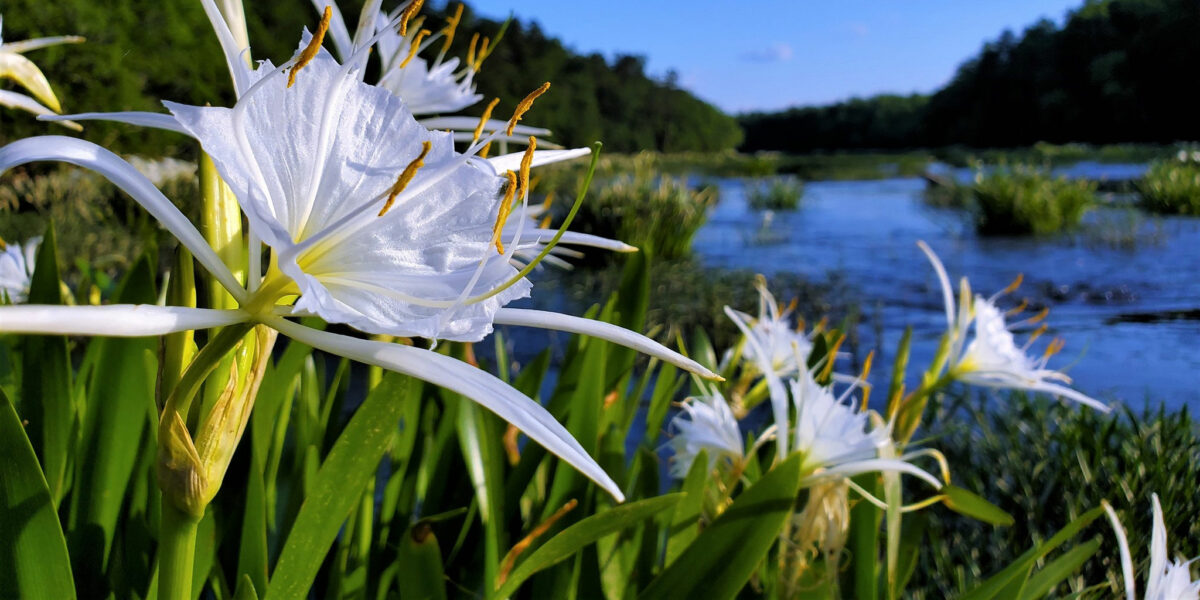 How to see the Cahaba Lilies in bloom this year - SoulGrown