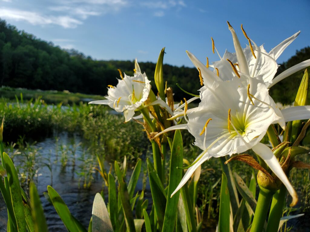 How to see the Cahaba Lilies in bloom this year Soul Grown