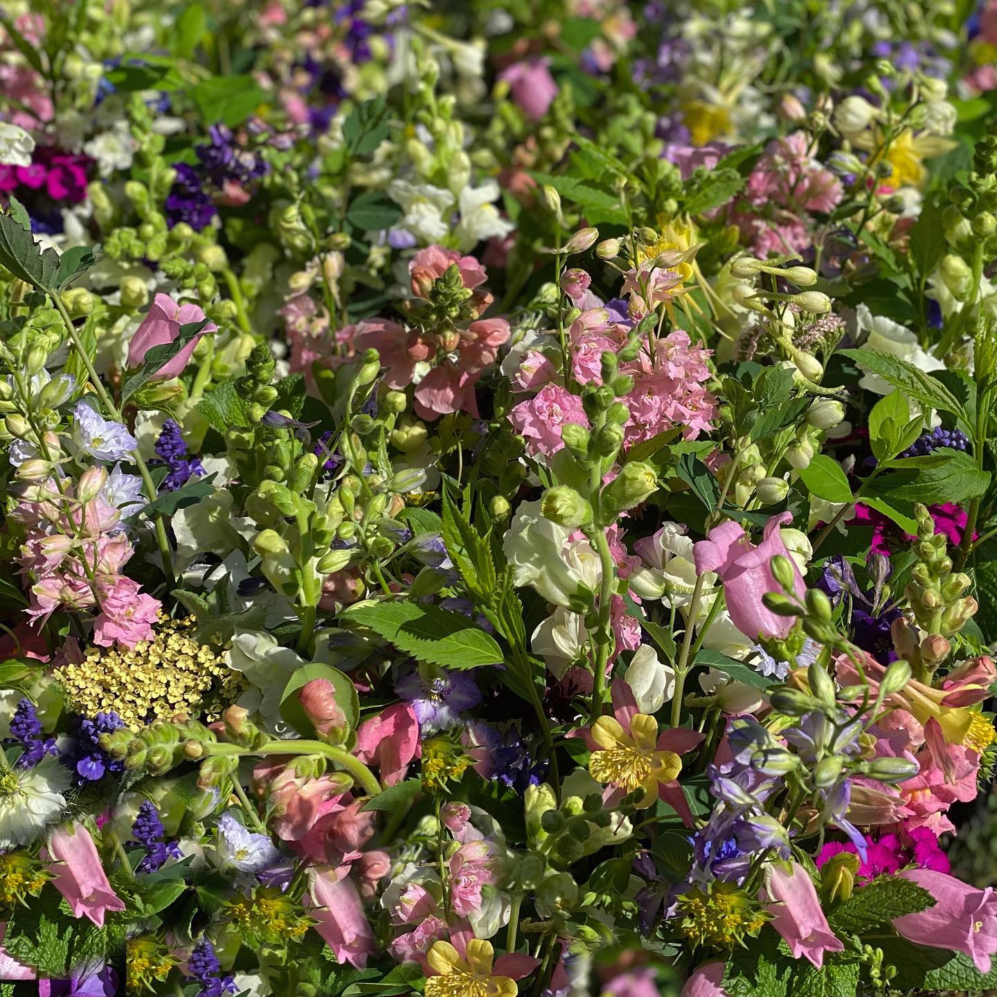 flowers_1818farms