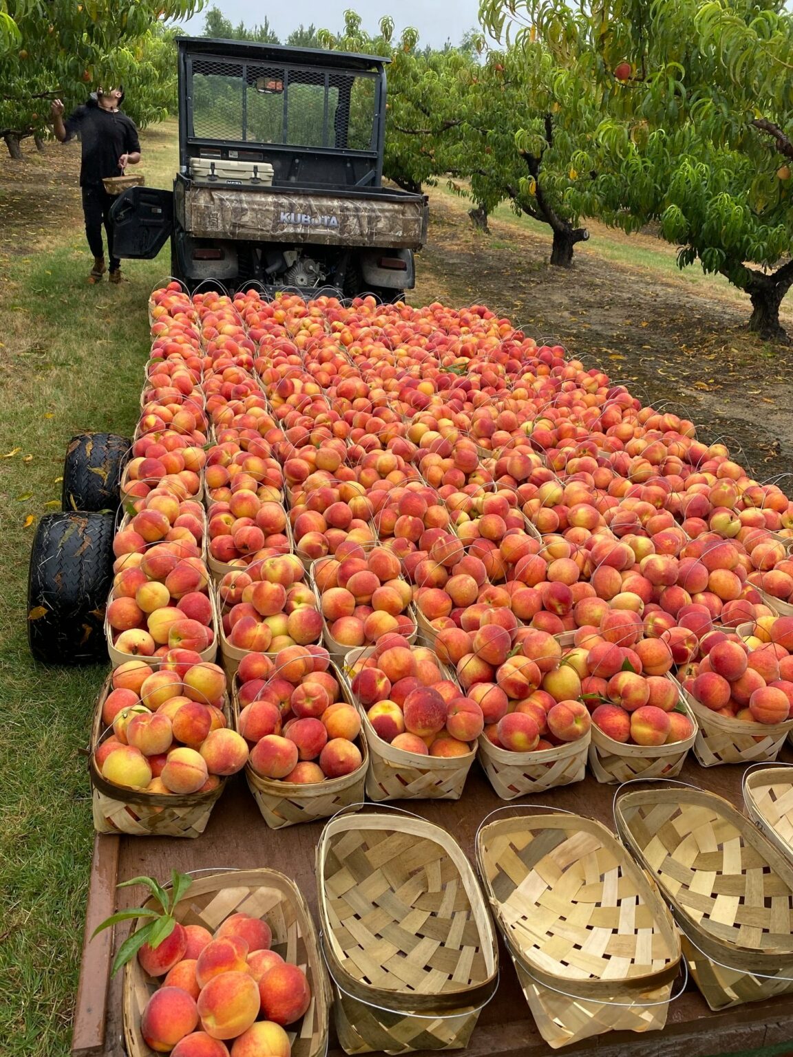 Why Chilton County is famous for peaches and where you can pick your