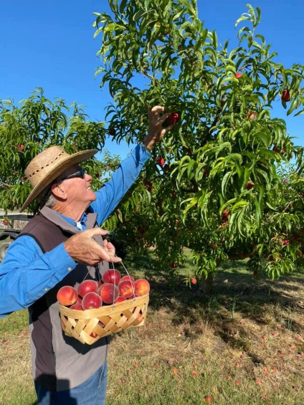 Why Chilton County is famous for peaches and where you can pick your