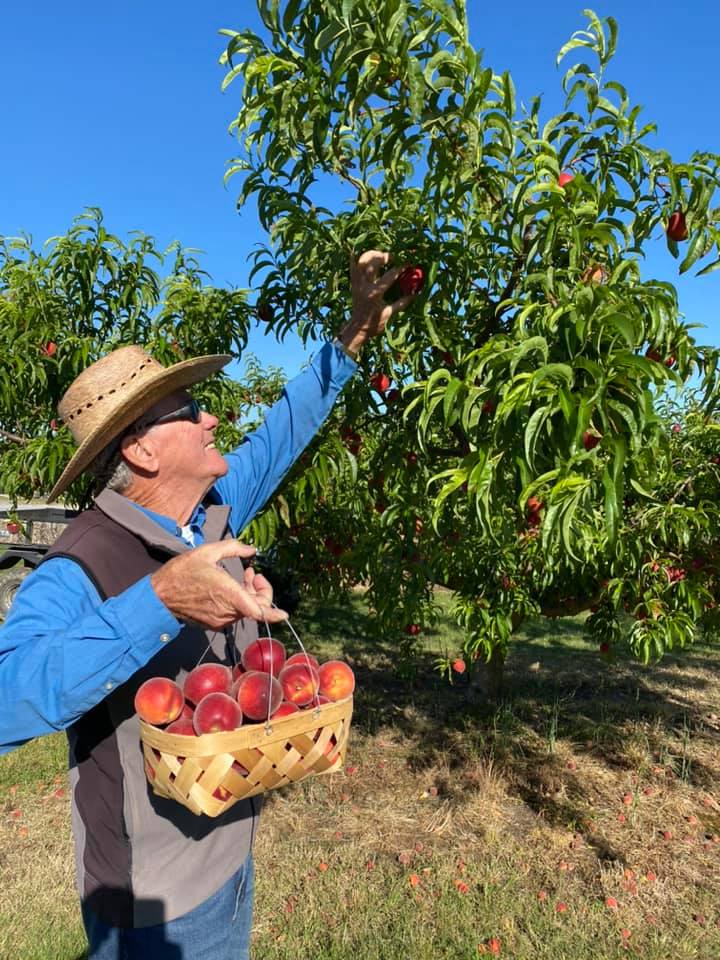 Why Chilton County Is Famous For Peaches And Where You Can Pick Your ...