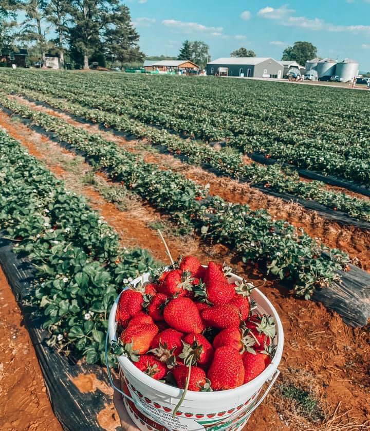 norris farms in hokes bluff alabama