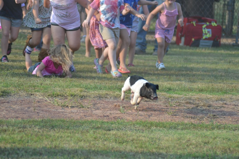 Chase a pig and attend a rodeo at annual Eva Frontier Days festival