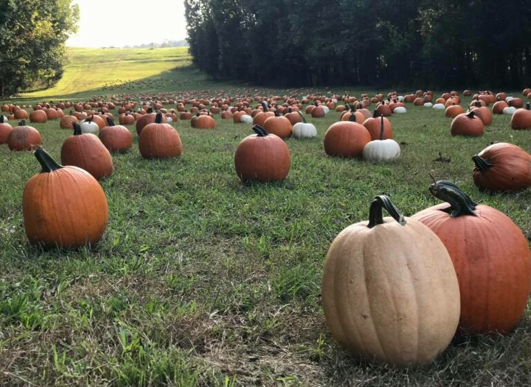Your guide to Alabama’s best pumpkin patches SoulGrown