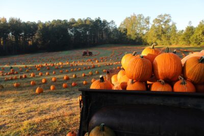 Your guide to Alabama's best pumpkin patches - Soul Grown