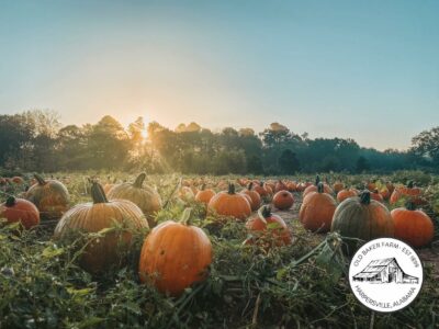 Your guide to Alabama's best pumpkin patches - Soul Grown