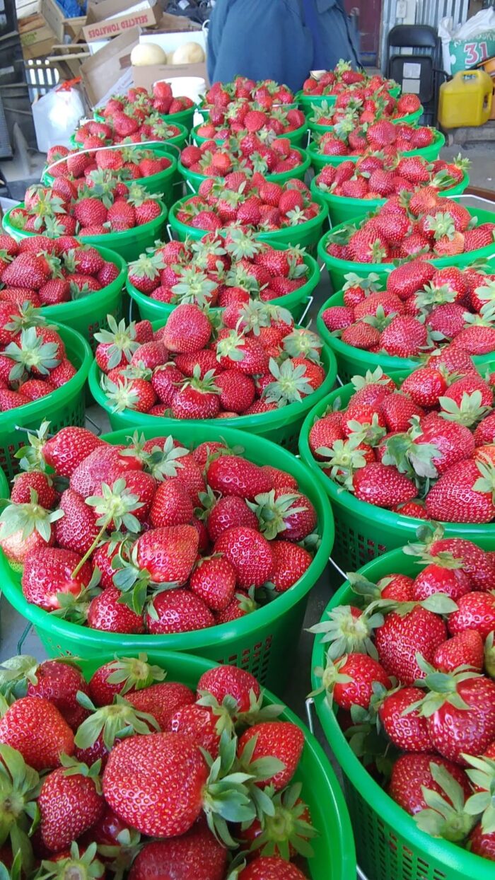 Visit these Alabama Upick strawberry farms SoulGrown