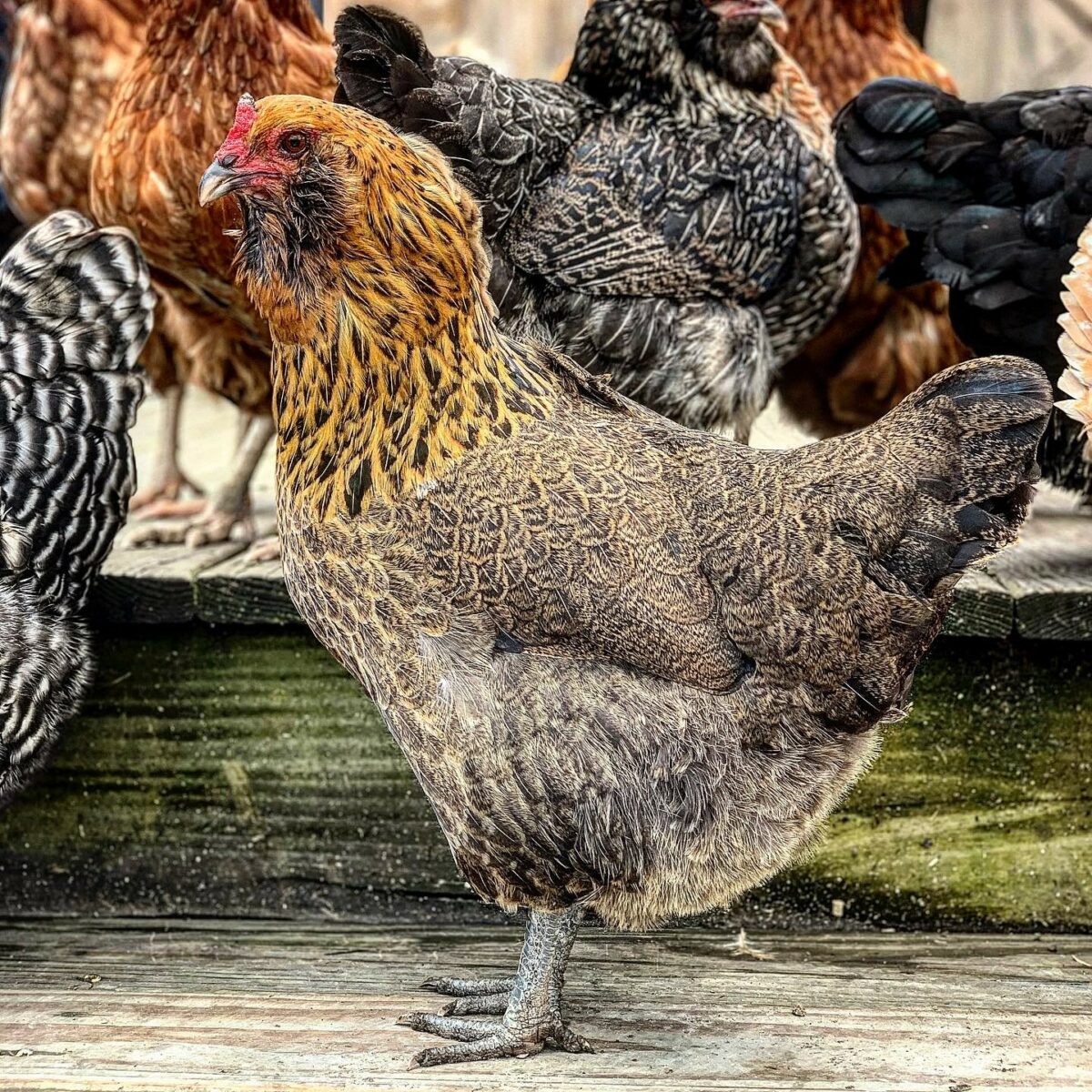 Where to buy locally raised meat in Alabama Soul Grown