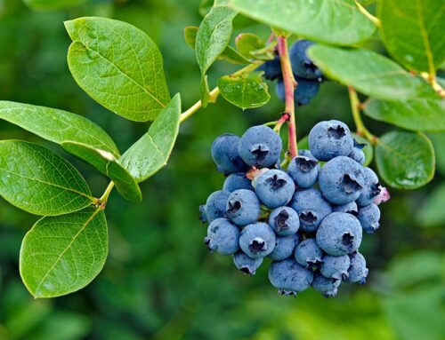 Visit Brewton for the annual Alabama Blueberry Festival