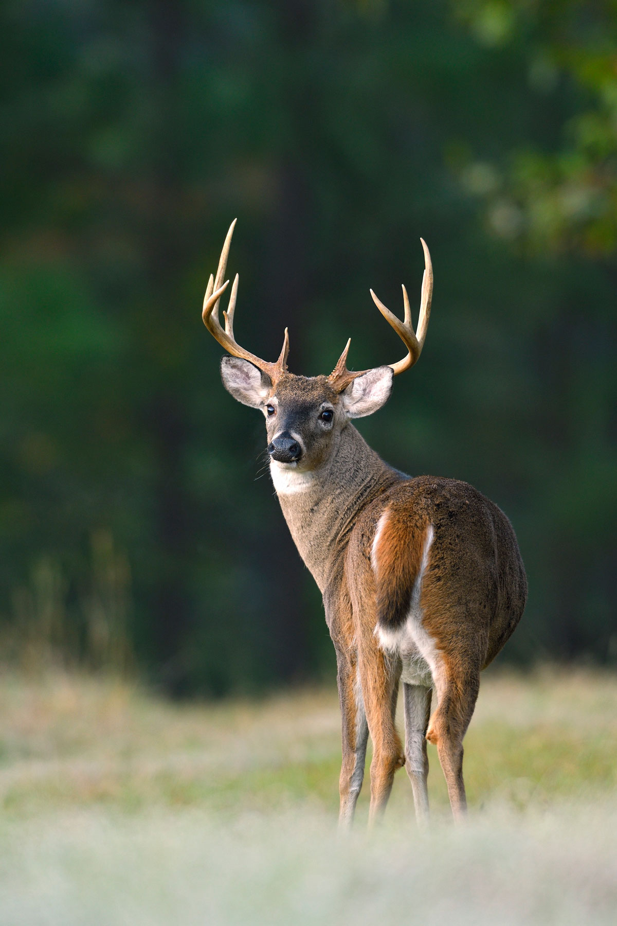 Hunting in Alabama's Black Belt Region Soul Grown