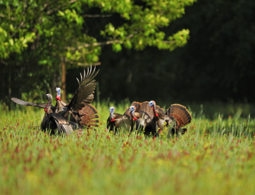 A Gentleman’s Chess Game: Turkey Hunting in the Alabama Black Belt