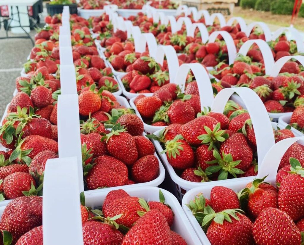 8 Alabama strawberry festivals to enjoy this spring Soul Grown