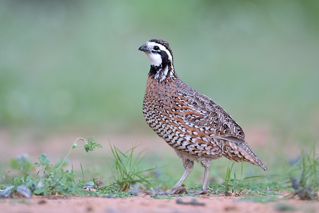 Bobwhite quail