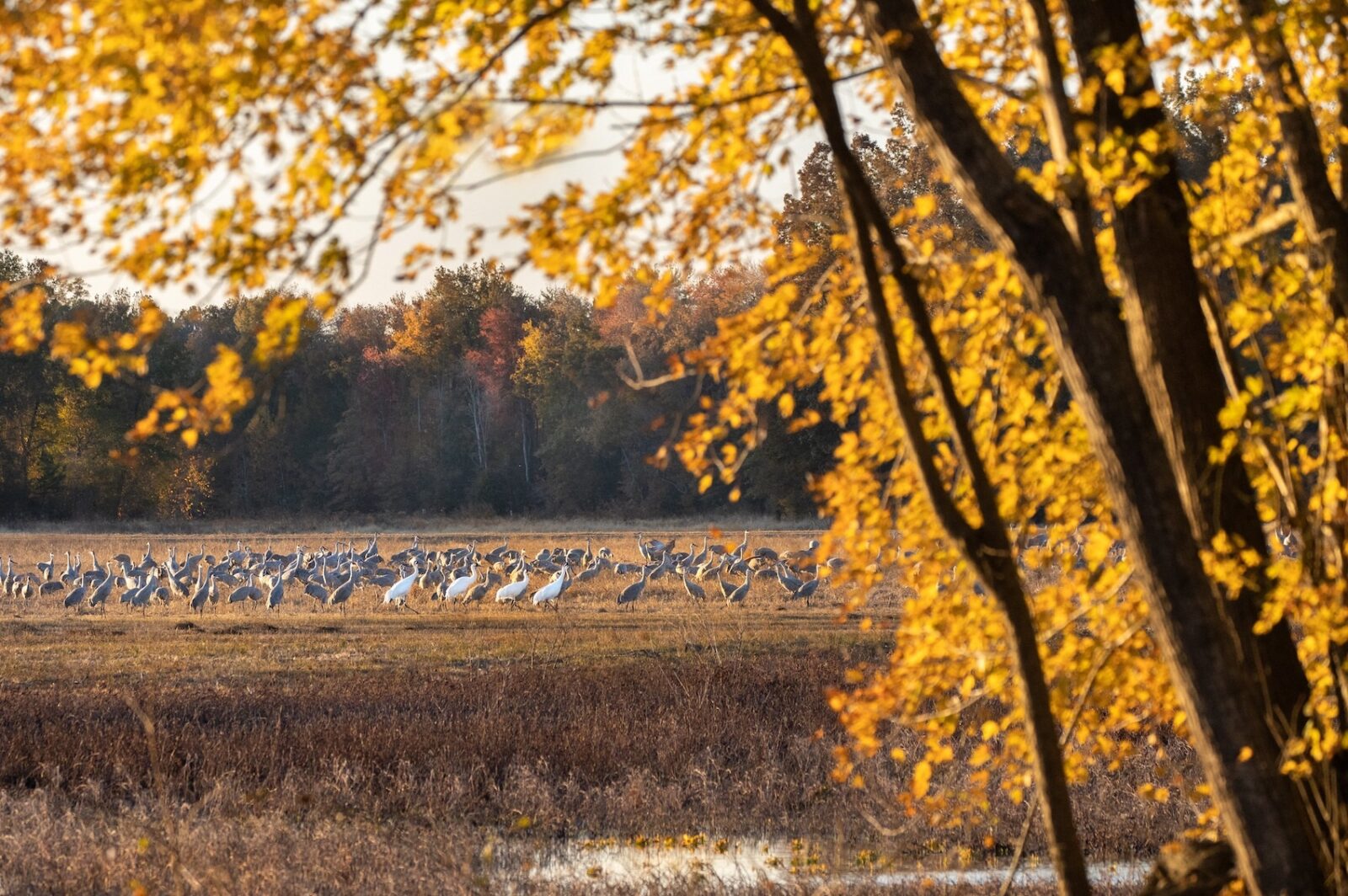 Fall Wheller Discover Decatur: Fall forest bathing in North Alabama