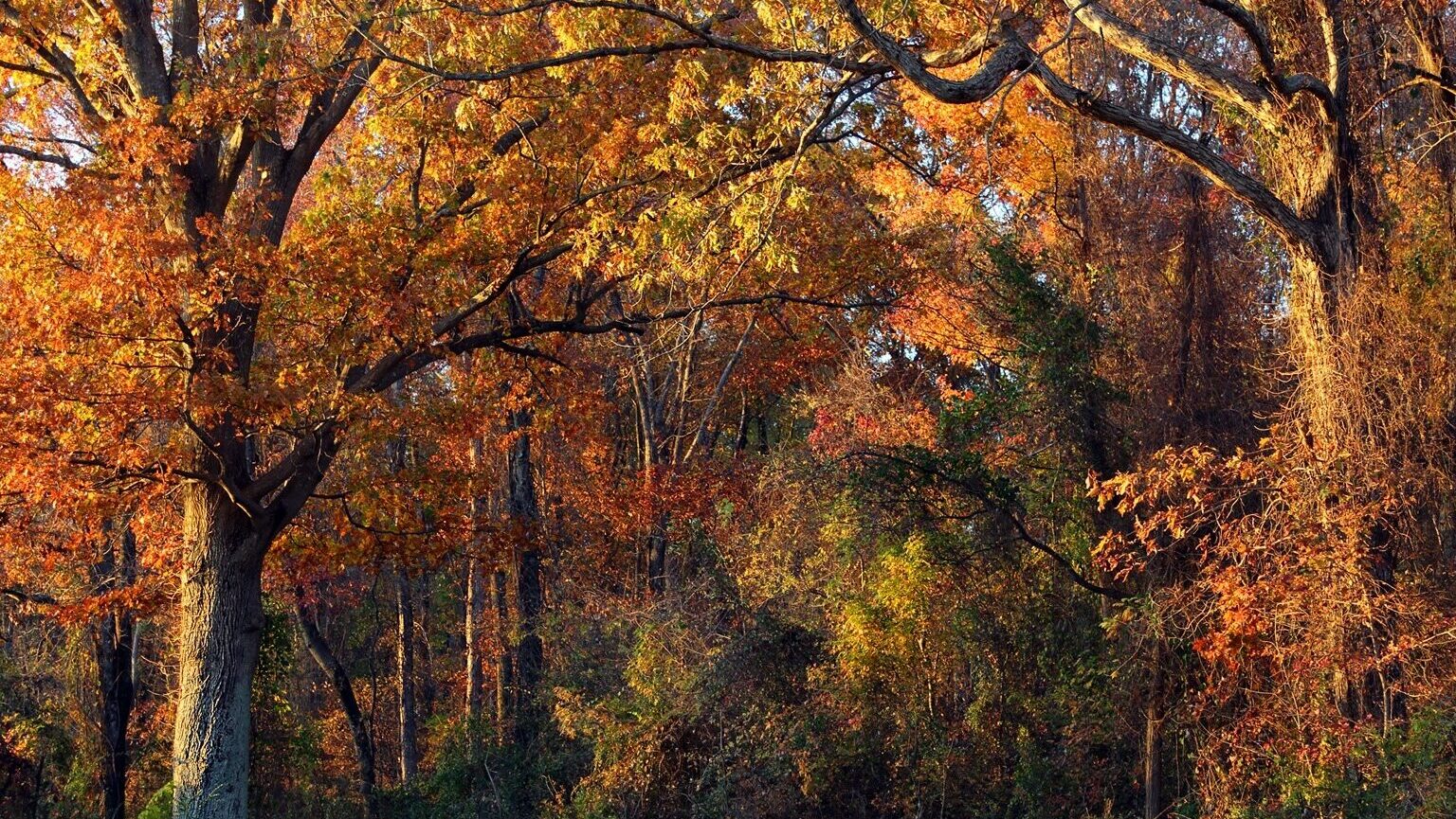 A forest scene at Wheeler National Wildlife Refuge in Alabama with tall trees covered in vibrant autumn foliage. Golden, orange, and red leaves fill the canopy, creating a warm, colorful landscape.