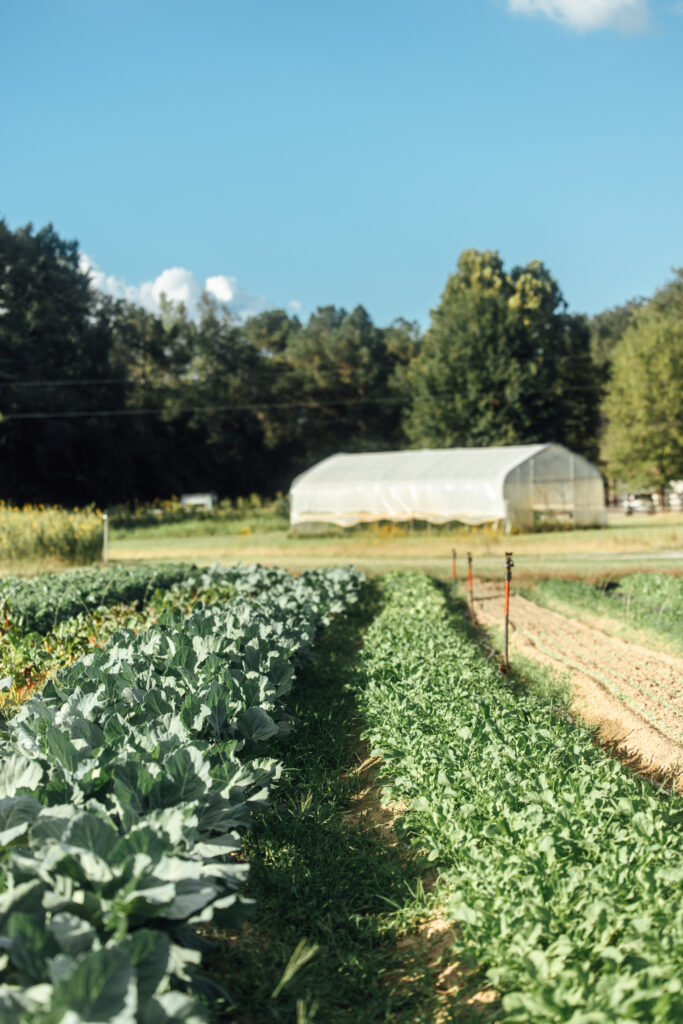 View of Lovelight Farm