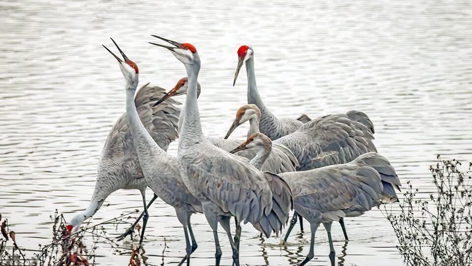 Cranes next to water