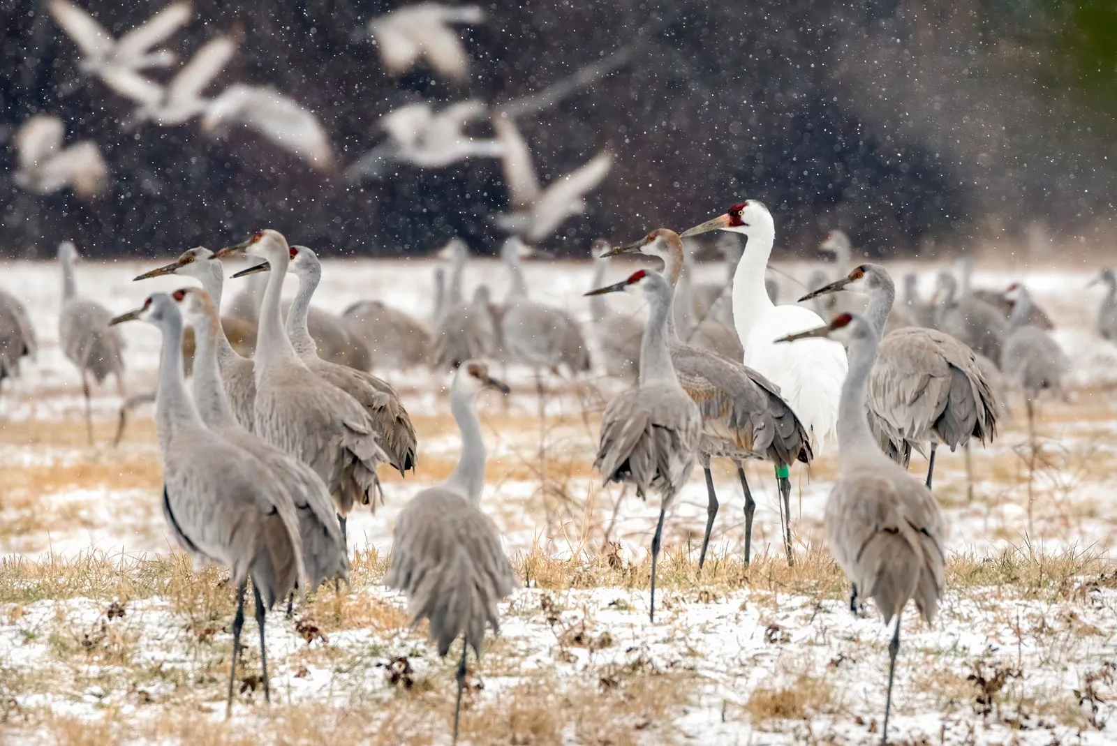 Cranes in snow