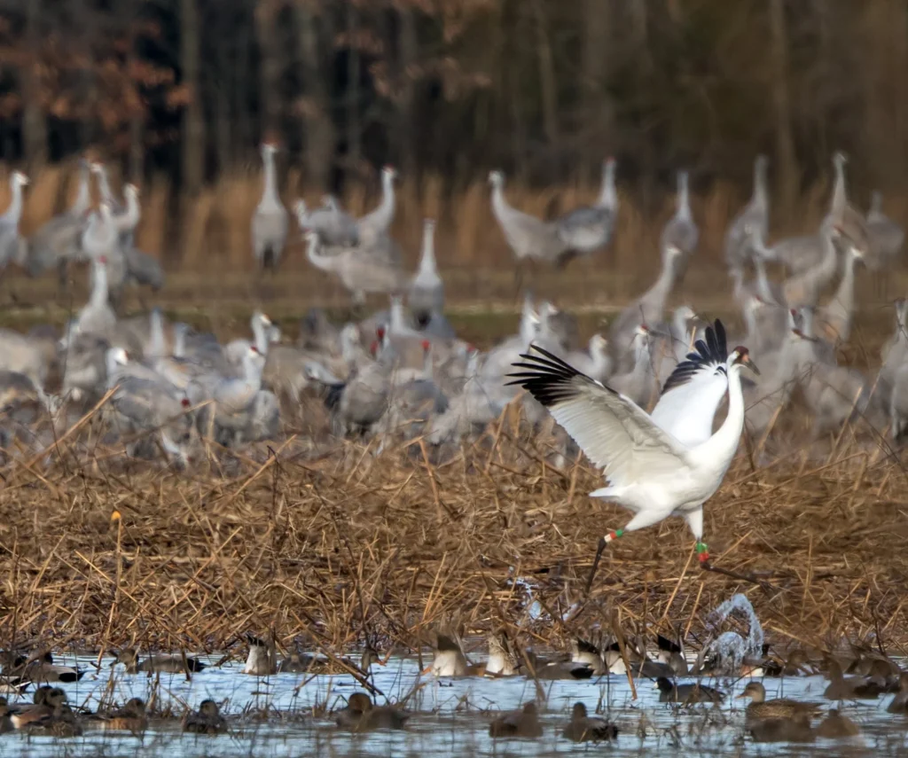 Cranes in decatur
