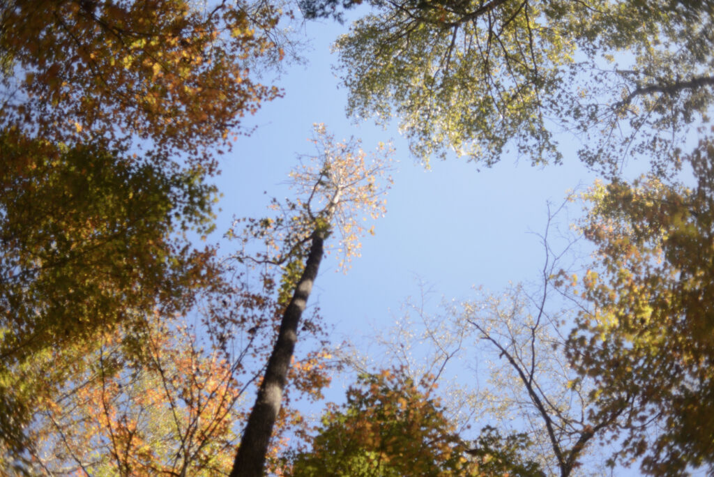Trees looking upward