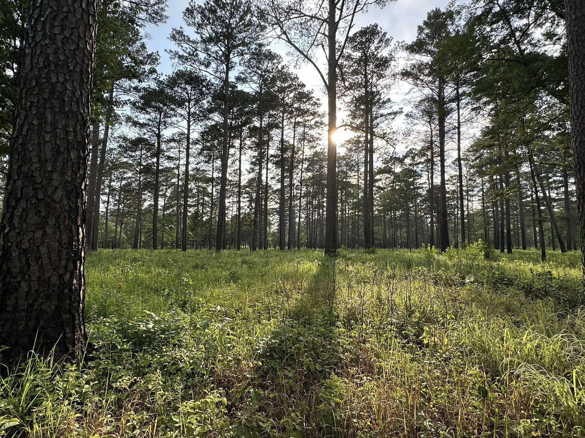Southeastern Grasslands