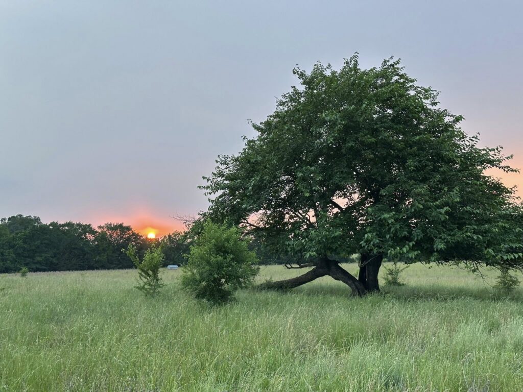 Southeastern Grasslands