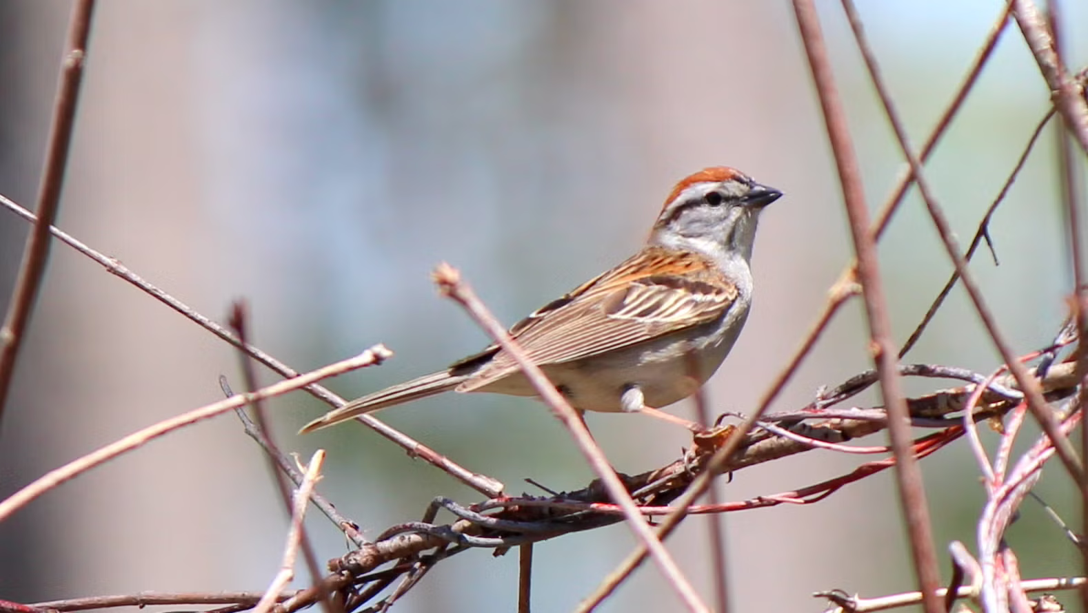Chipping Sparrow