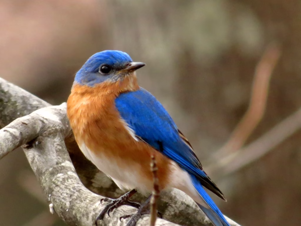 Bluebird