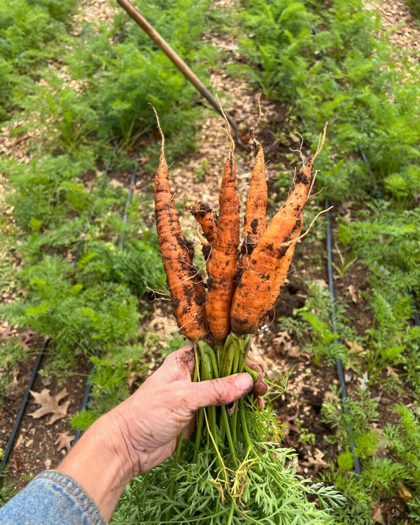 Carrots at Jones Valley