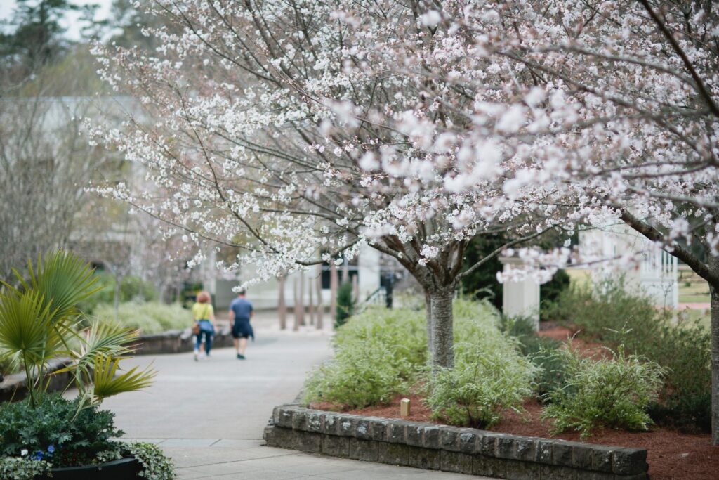 Cherry blossoms 