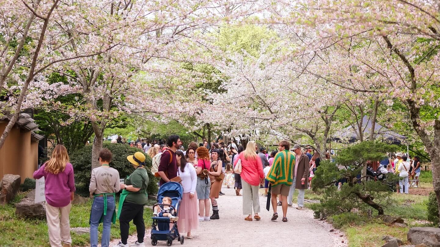 Cherry blossom festival