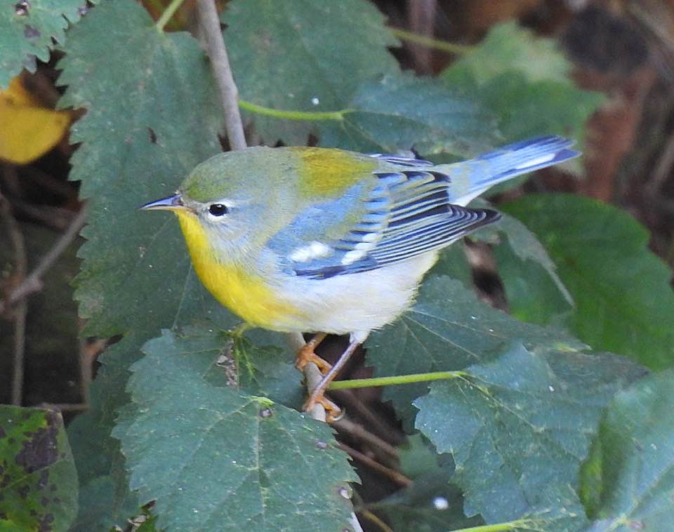 Northern Parula
