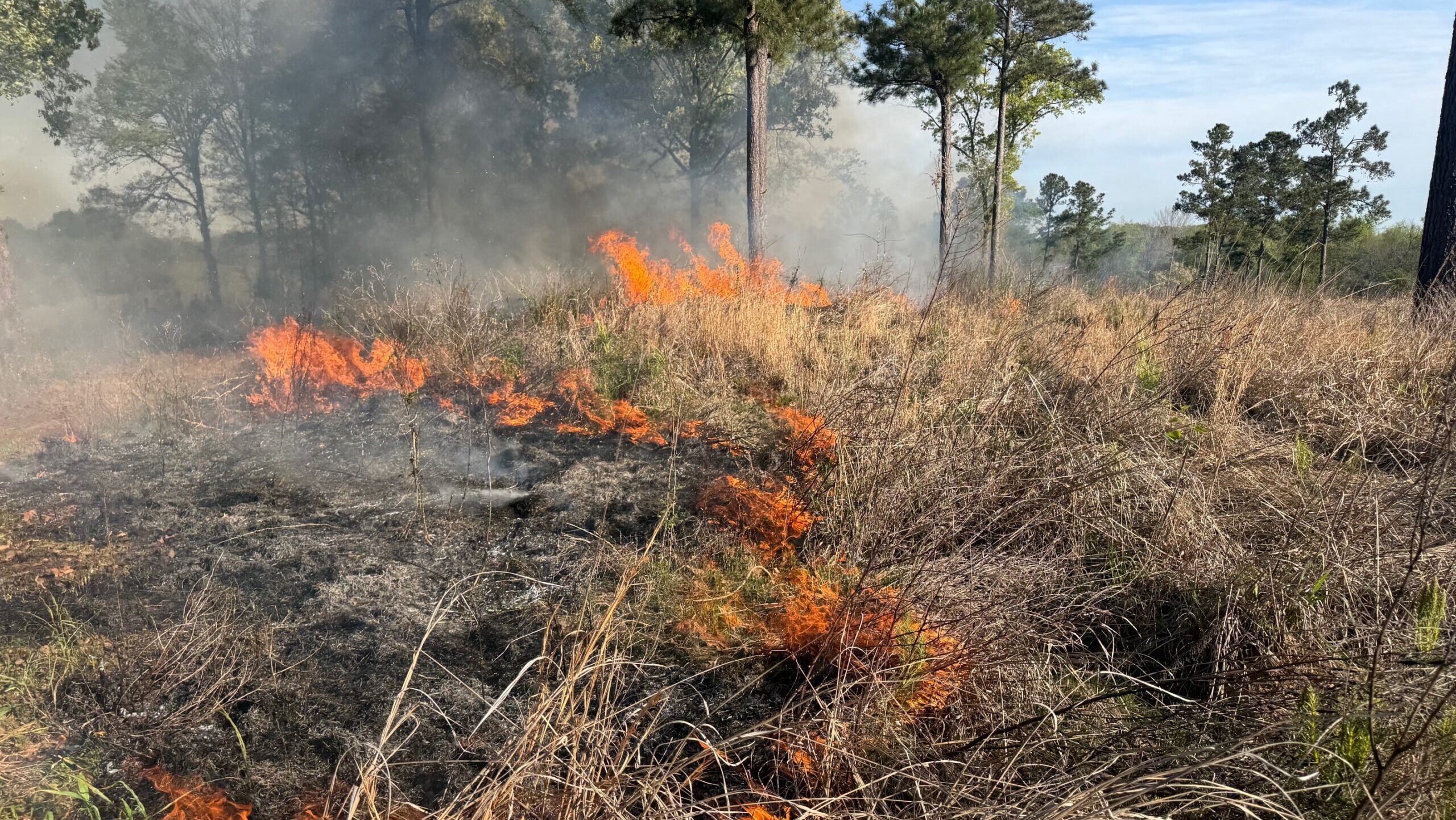 Prescribed fire