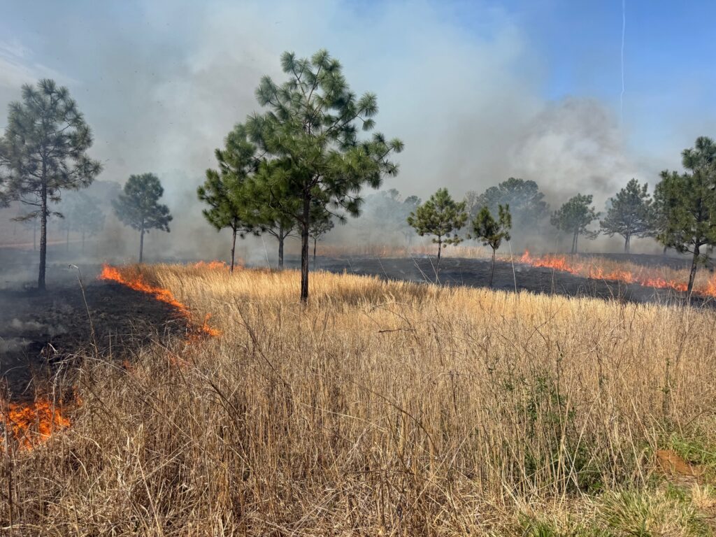 Prescribed fire