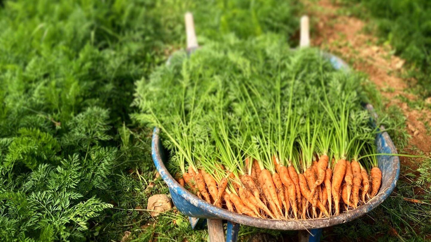 Harvesting carrots