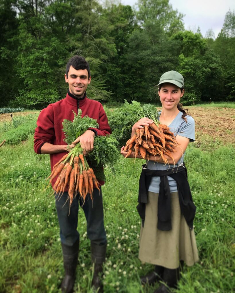 Farmers harvesting carrots