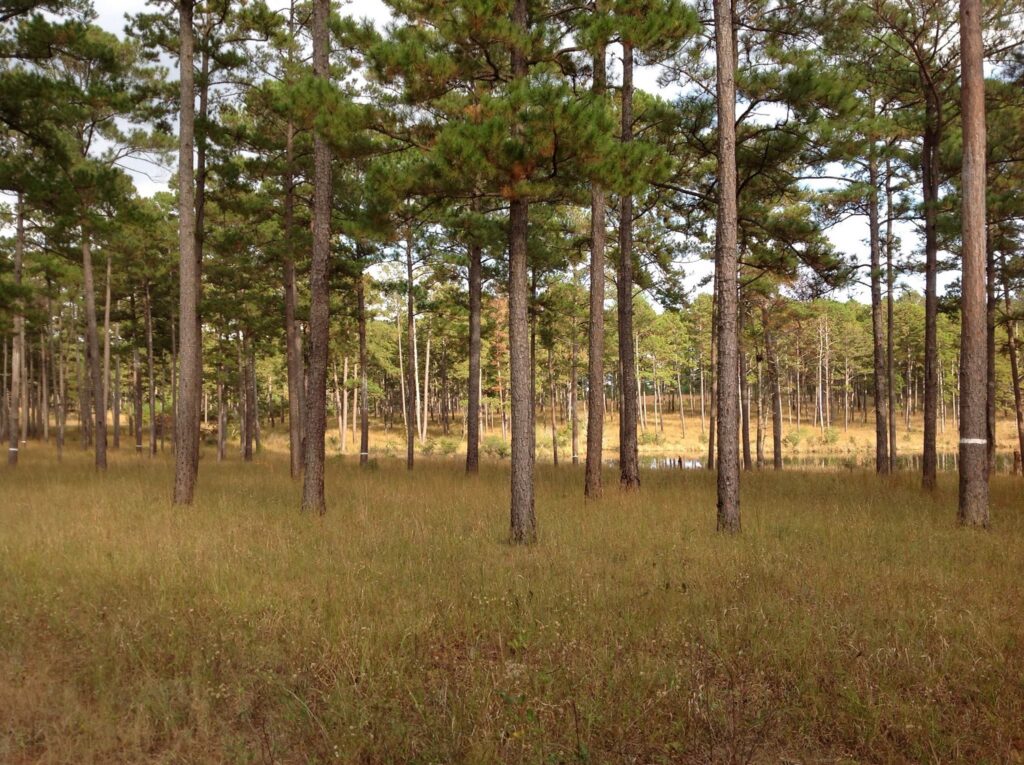 Alabama prairies