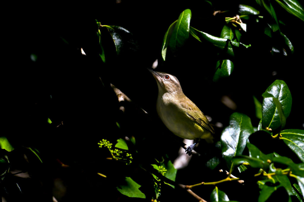 Black Whiskered Vireo