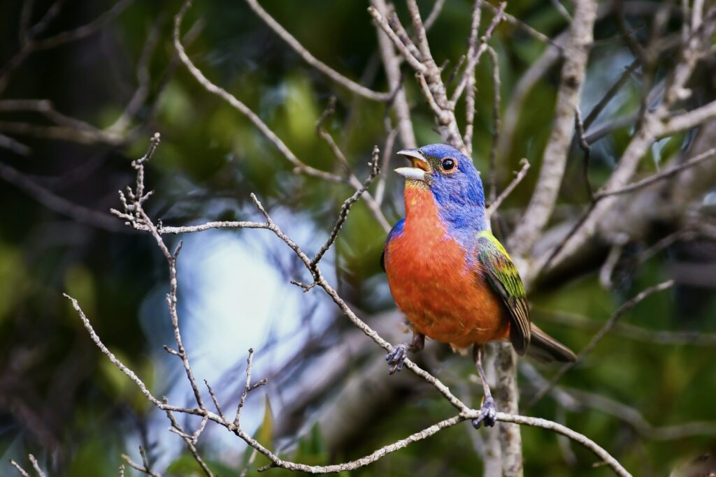 Painted Bunting