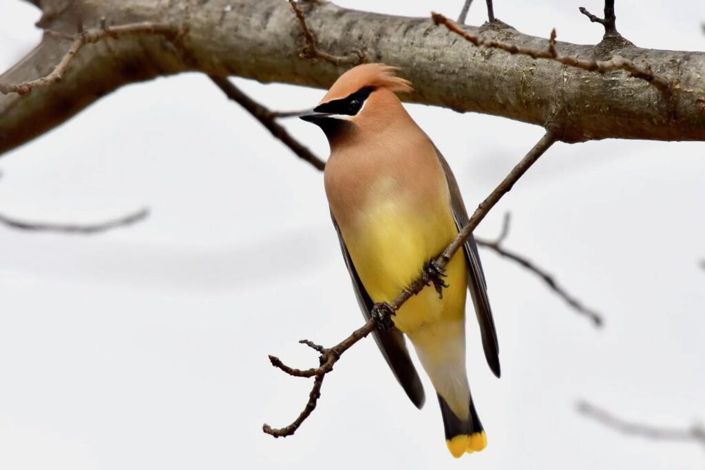 Bird on branch