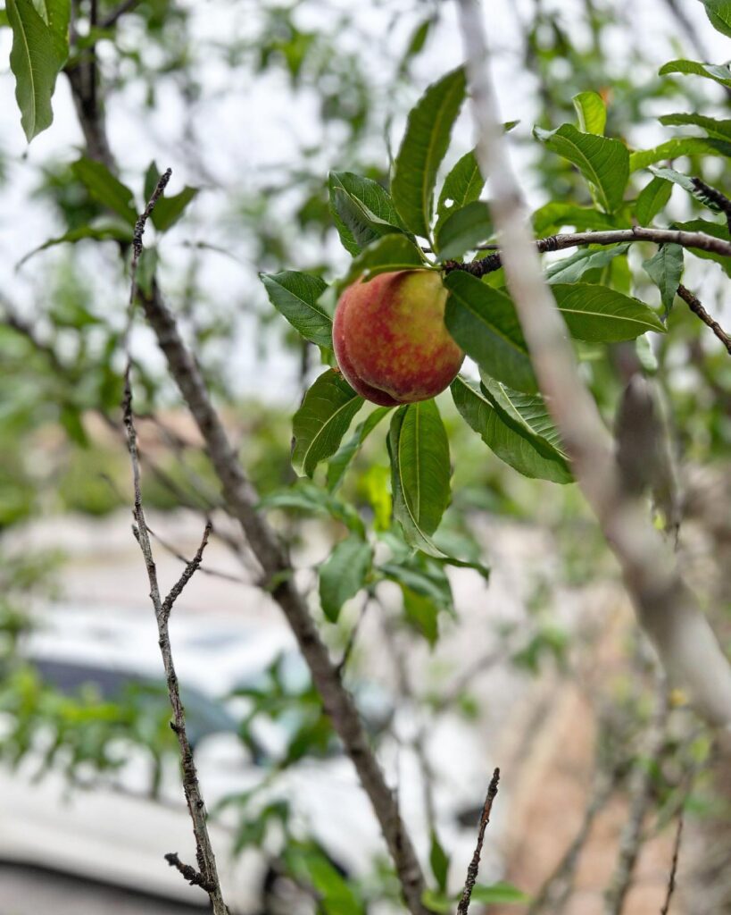 Parking lot peaches