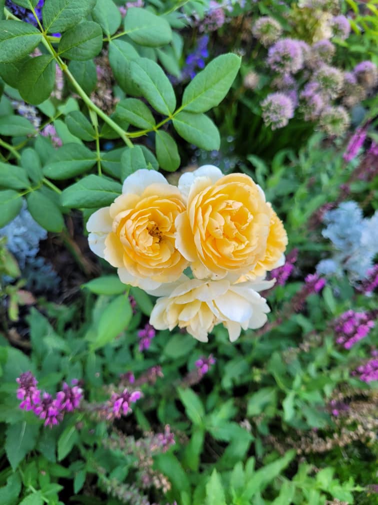 Roses at botanical gardens