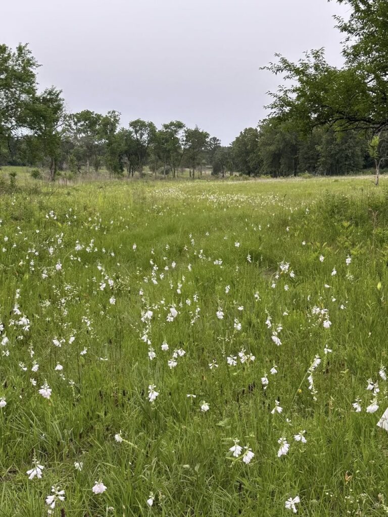 AL Grasslands
