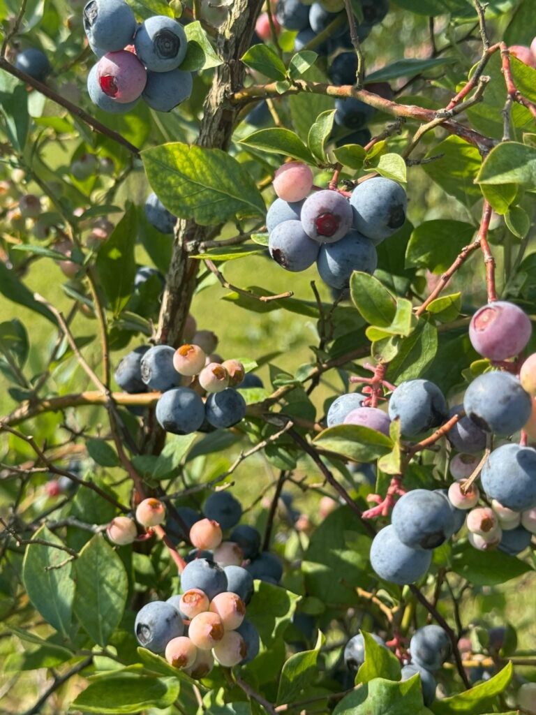 Blueberry bushes