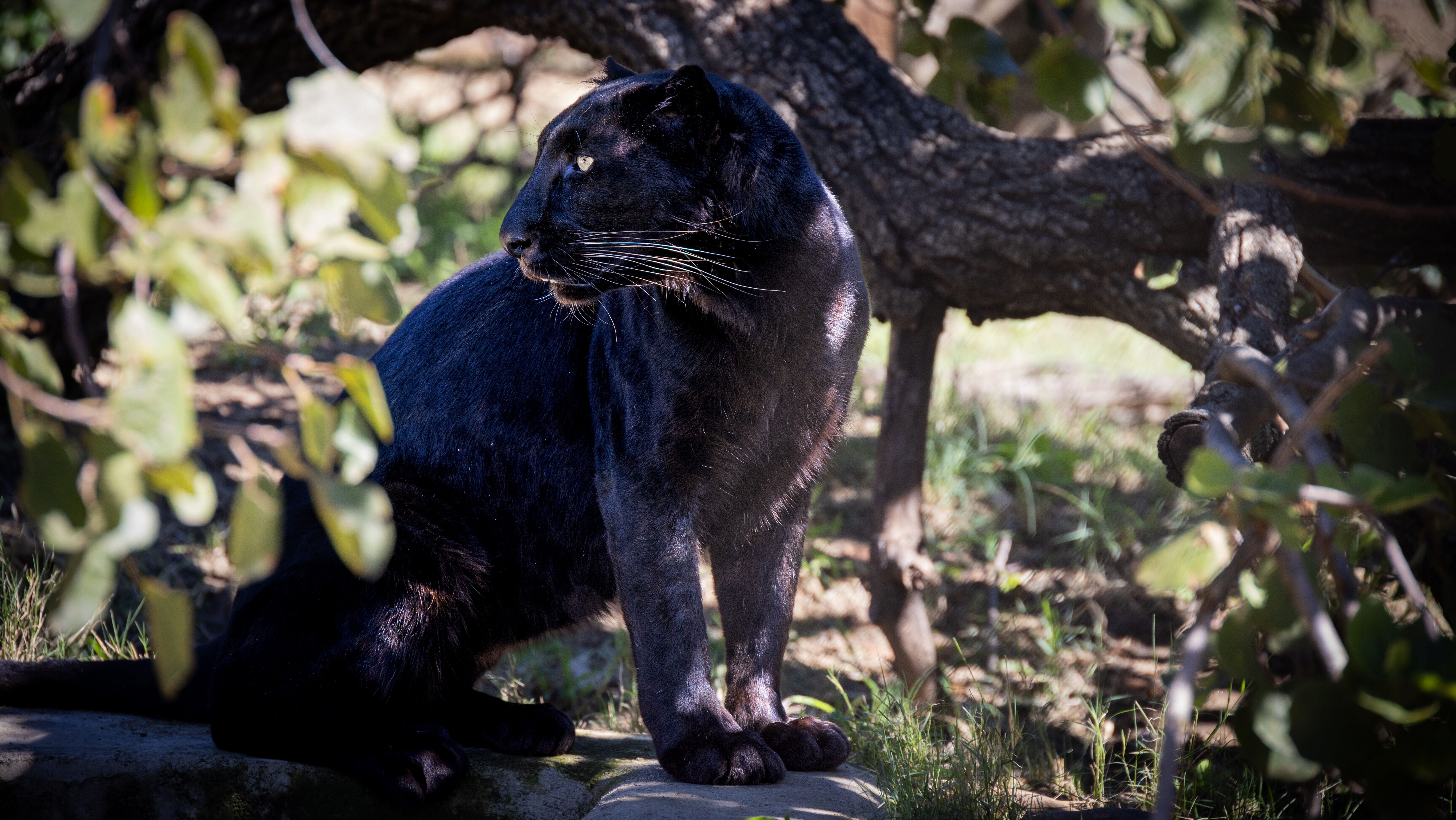 black panther