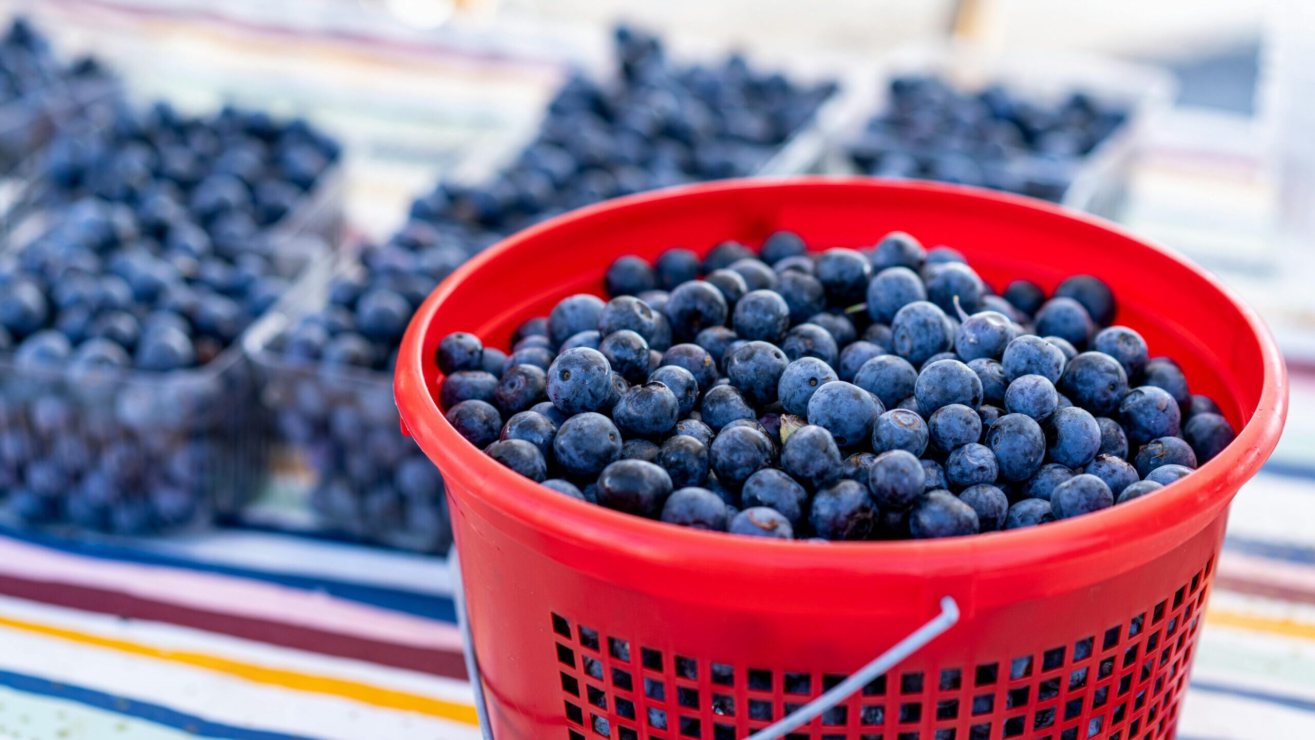 Blueberries
